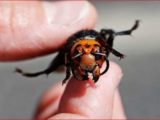 Mordercze owady z Azji. Ukąszeniem potrafią zabić